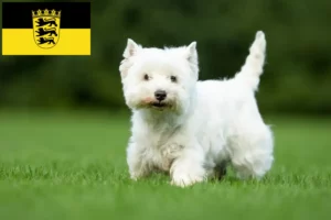 Read more about the article Westie-opdrættere og hvalpe i Baden-Württemberg