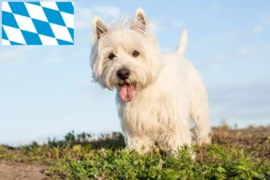 Read more about the article Westie-opdrættere og hvalpe i Bayern