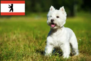 Read more about the article Westie-opdrættere og hvalpe i Berlin