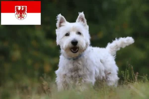 Read more about the article Westie-opdrættere og hvalpe i Brandenburg