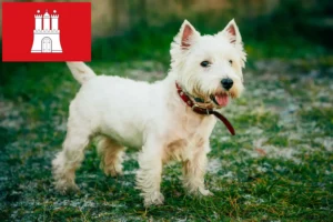 Read more about the article Westie-opdrættere og hvalpe i Hamborg