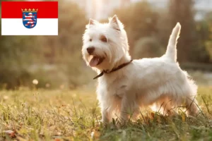 Read more about the article Westie-opdrættere og hvalpe i Hessen