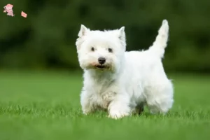 Read more about the article Westie-opdrættere og hvalpe i Hovedstaden