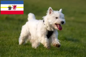 Read more about the article Westie-opdrættere og hvalpe i Mecklenburg-Vorpommern