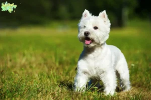 Read more about the article Westie-opdrættere og hvalpe i Midtjylland