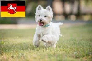 Read more about the article Westie-opdrættere og hvalpe i Niedersachsen
