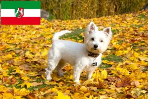 Read more about the article Westie-opdrættere og hvalpe i Nordrhein-Westfalen