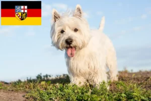 Read more about the article Westie-opdrættere og hvalpe i Saarland