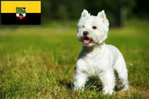 Read more about the article Westie-opdrættere og hvalpe i Sachsen-Anhalt