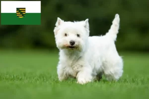 Read more about the article Westie-opdrættere og hvalpe i Sachsen