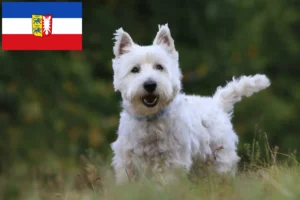 Read more about the article Westie-opdrættere og hvalpe i Slesvig-Holsten