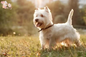 Read more about the article Westie-opdrættere og hvalpe i Syddanmark