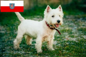 Read more about the article Westie-opdrættere og hvalpe i Thüringen