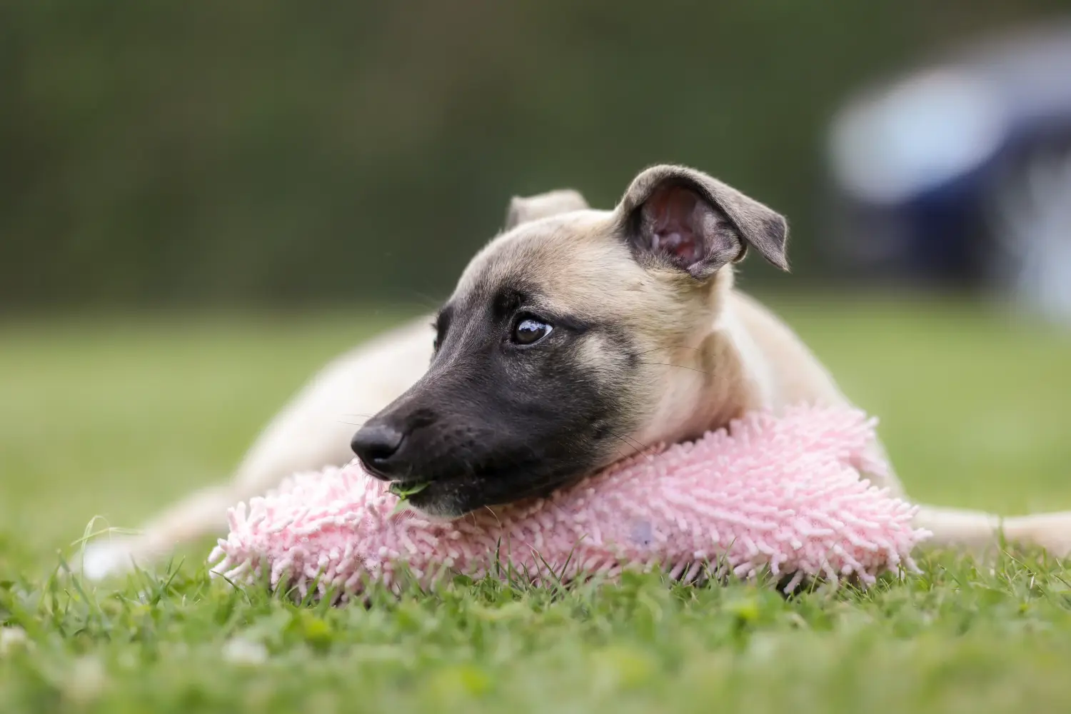 At købe en whippet-hvalp betyder at tage ansvar! Køb Whippet-hvalpe.