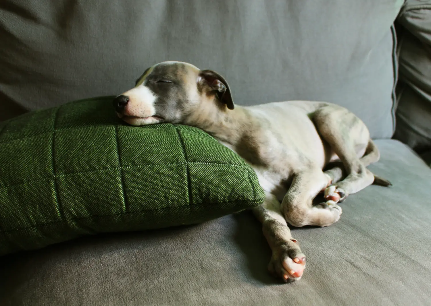At købe en whippet-hvalp betyder at tage ansvar! Køb Whippet-hvalpe.