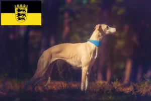 Read more about the article Whippet-opdrættere og hvalpe i Baden-Württemberg