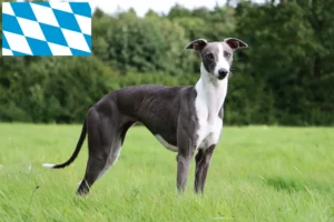 Read more about the article Whippet-opdrættere og hvalpe i Bayern