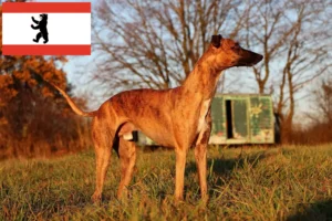 Read more about the article Whippet opdrætter og hvalpe i Berlin