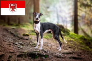 Read more about the article Whippet-opdrættere og hvalpe i Brandenburg