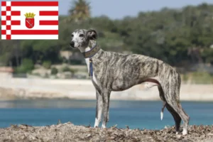 Read more about the article Whippet opdrætter og hvalpe i Bremen