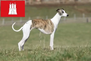 Read more about the article Whippet opdrætter og hvalpe i Hamborg