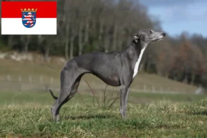 Read more about the article Whippet-opdrættere og hvalpe i Hessen