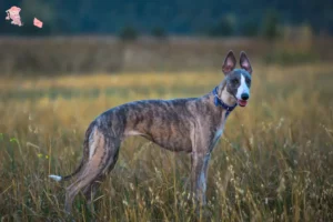 Read more about the article Whippet opdrætter og hvalpe i Hovedstaden