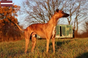 Read more about the article Whippet-opdrættere og hvalpe i Letland