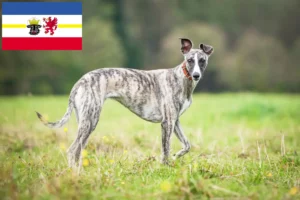 Read more about the article Whippet-opdrættere og hvalpe i Mecklenburg-Vorpommern