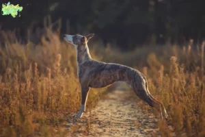 Read more about the article Whippet opdrætter og hvalpe i Midtjylland