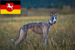 Read more about the article Whippet-opdrættere og hvalpe i Niedersachsen