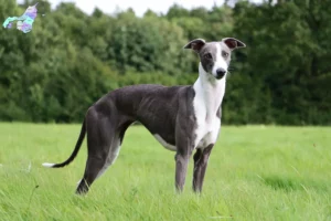 Read more about the article Whippet-opdrættere og hvalpe i Nordjylland