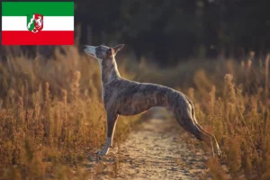 Read more about the article Whippet-opdrættere og hvalpe i Nordrhein-Westfalen