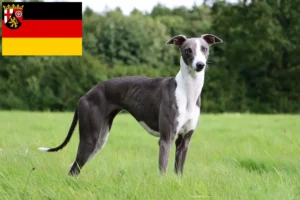 Read more about the article Whippet-opdrættere og hvalpe i Rheinland-Pfalz
