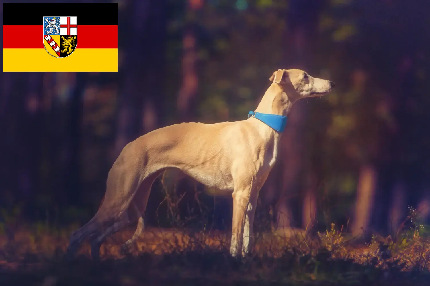 Whippet-hvalpe og opdrættere Saarland Her kan du finde Whippet-opdrættere i Saarland.