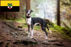 Read more about the article Whippet-opdrættere og hvalpe i Sachsen-Anhalt