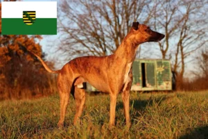 Read more about the article Whippet-opdrættere og hvalpe i Sachsen