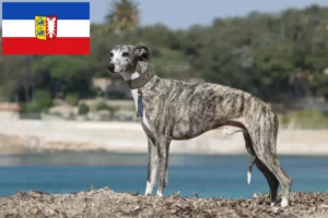 Read more about the article Whippet-opdrættere og hvalpe i Slesvig-Holsten