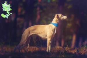 Read more about the article Whippet opdrætter og hvalpe i Sjælland