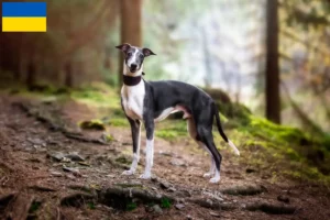 Read more about the article Whippet-opdrættere og hvalpe i Ukraine