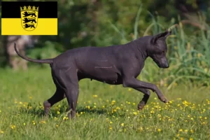 Read more about the article Xolo opdrættere og hvalpe i Baden-Württemberg