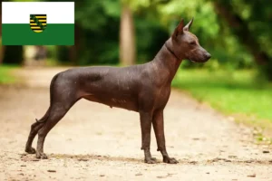 Read more about the article Xolo opdrættere og hvalpe i Sachsen