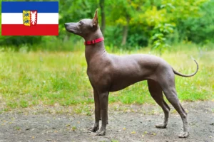 Read more about the article Xolo opdrættere og hvalpe i Slesvig-Holsten