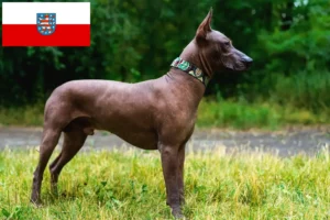 Read more about the article Xolo opdrættere og hvalpe i Thüringen