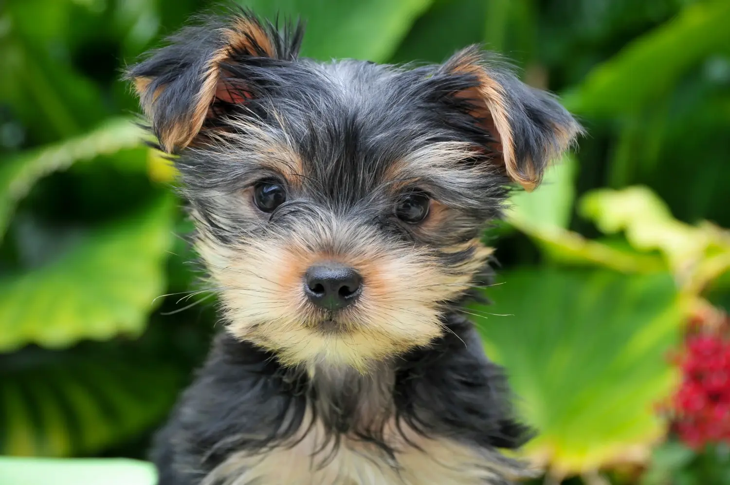 At købe en Yorkshire Terrier-hvalp betyder at tage ansvar! Køb Yorkshire Terrier hvalpe.