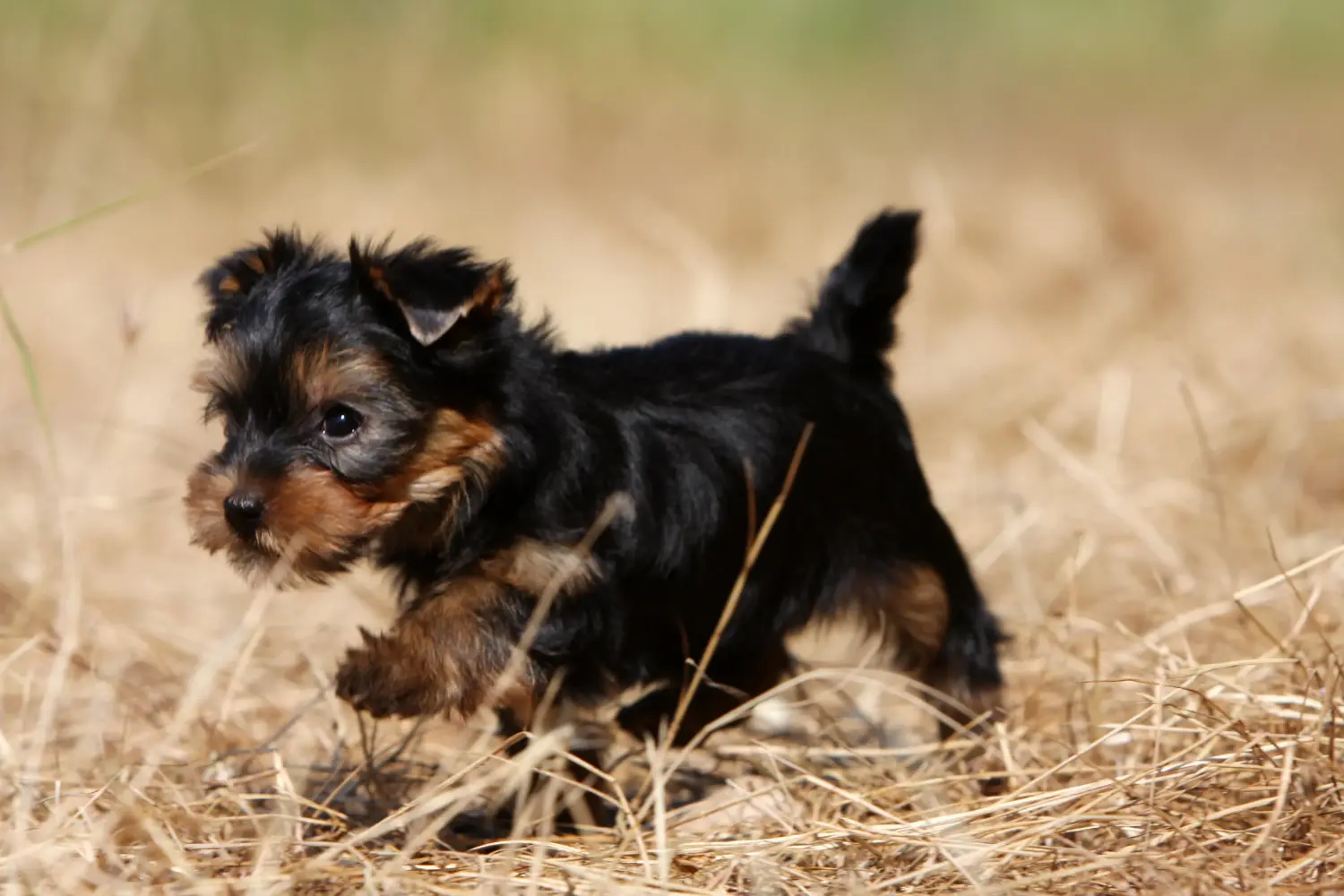 At købe en Yorkshire Terrier-hvalp betyder at tage ansvar! Køb Yorkshire Terrier hvalpe.