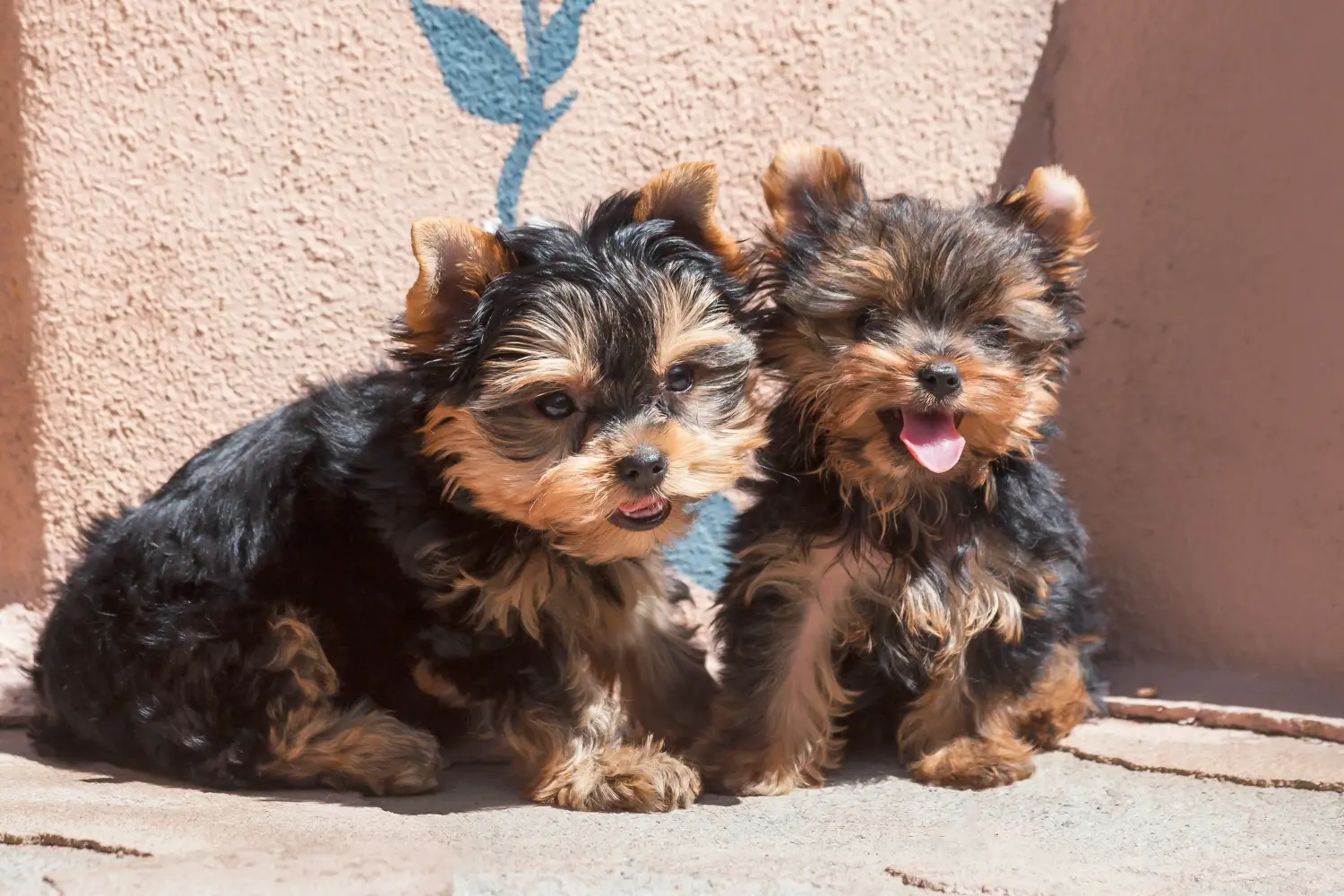 At købe en Yorkshire Terrier-hvalp betyder at tage ansvar! Køb Yorkshire Terrier hvalpe.