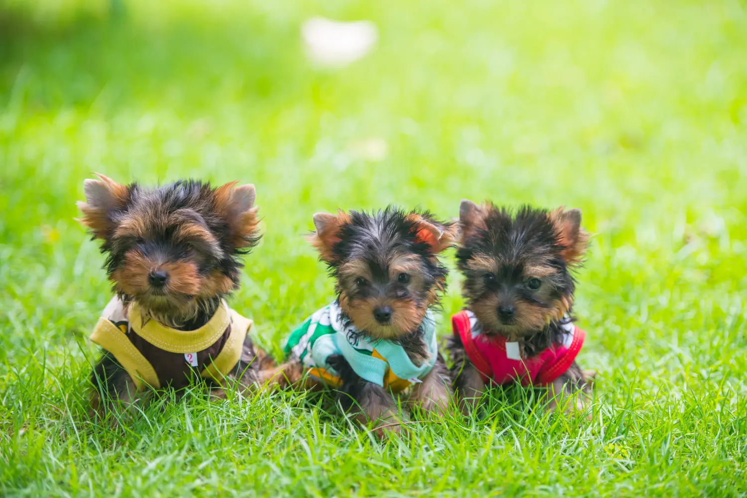 At købe en Yorkshire Terrier-hvalp betyder at tage ansvar! Køb Yorkshire Terrier hvalpe.