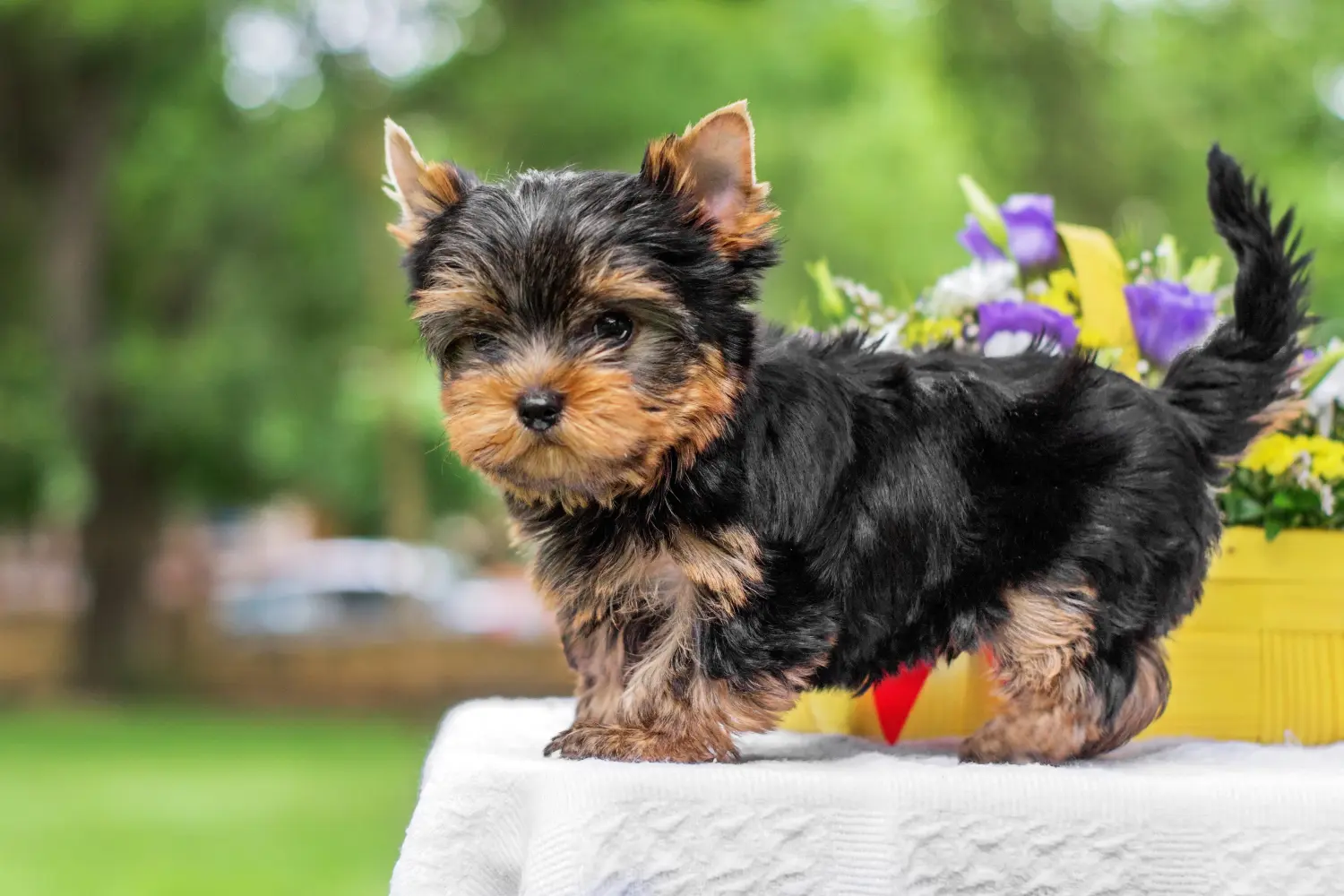 At købe en Yorkshire Terrier-hvalp betyder at tage ansvar! Køb Yorkshire Terrier hvalpe.