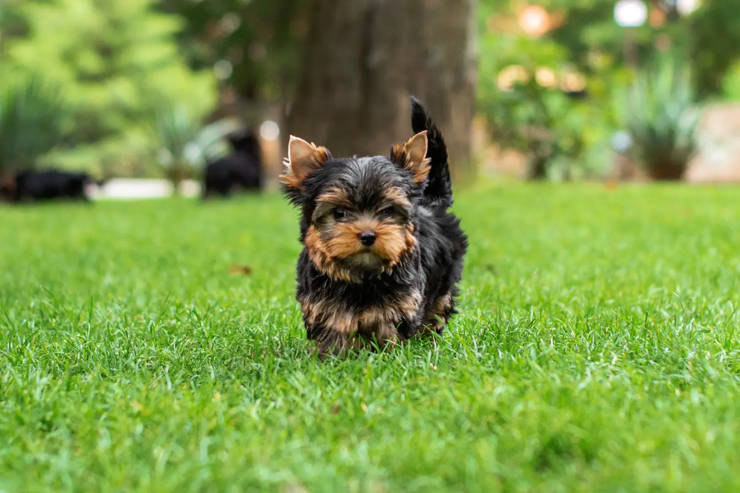 At købe en Yorkshire Terrier-hvalp betyder at tage ansvar! Køb Yorkshire Terrier hvalpe.
